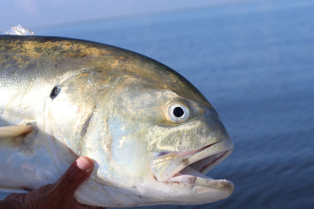July/August Fishing Report 25'